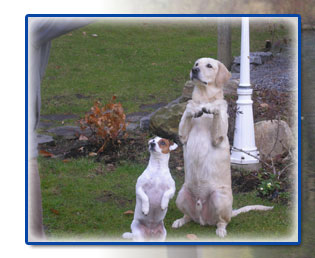 Éducation Canine Ray situé à Ste-Marcelline dans la belle région de lanaudière au Québec. Deux chiens debout sur les pattes arrières.